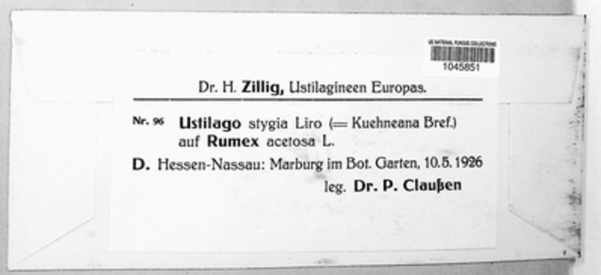 Microbotryum stygium image